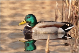 <p>KACHNA DIVOKÁ (Anas platyrhynchos) /Mallard - Stockente/</p>